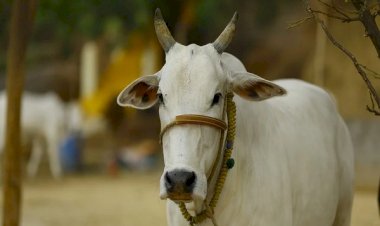 பசுக்களை காப்போம்.