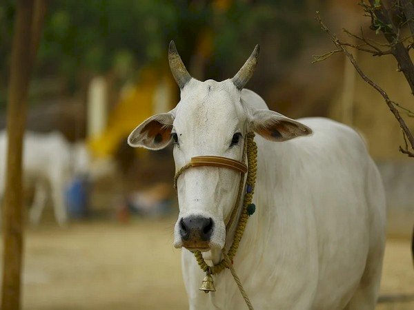 பசுக்களை காப்போம்.